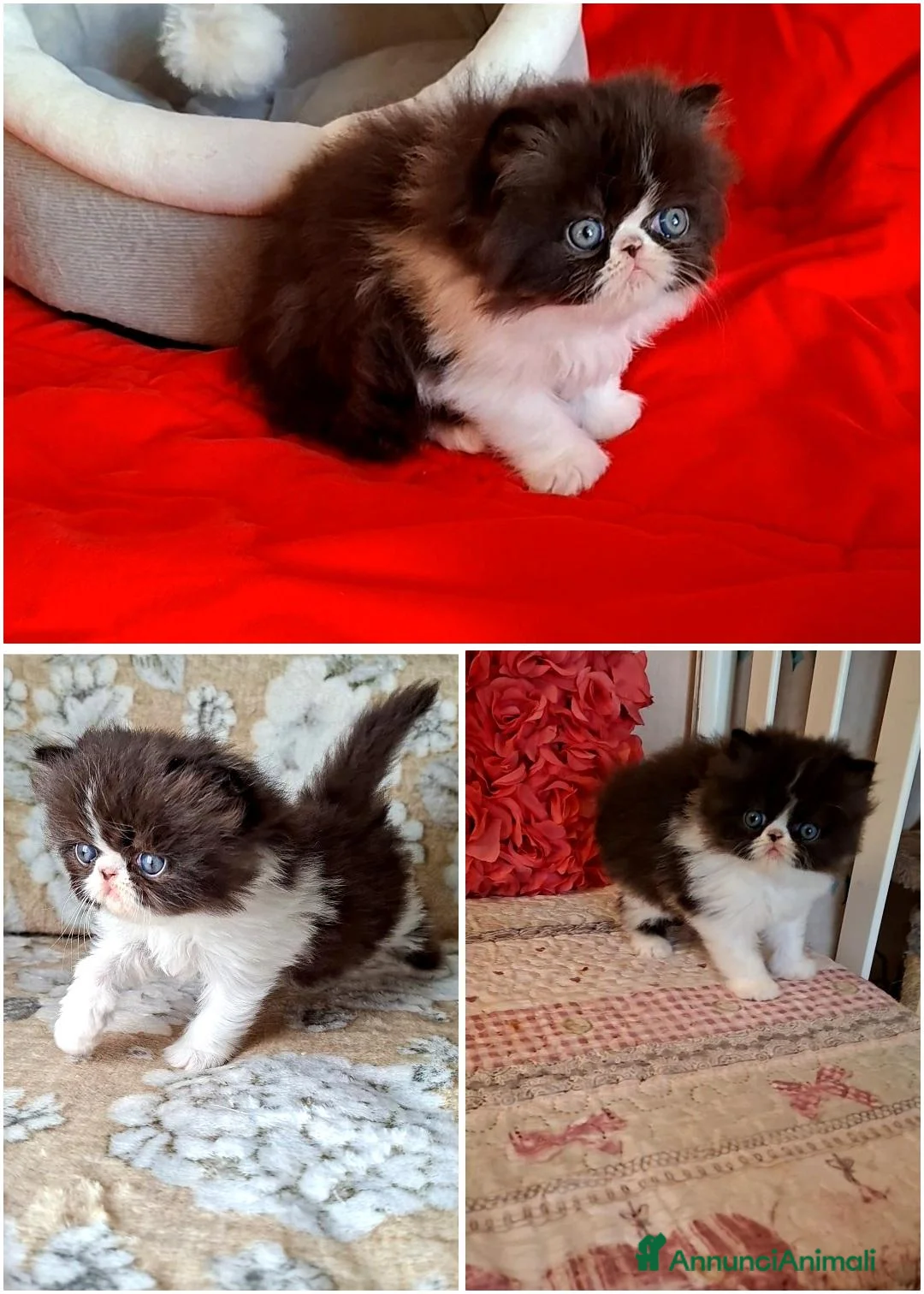 Persiano gatti in vendita: Persiani ipertipici  - Annuncio 2
