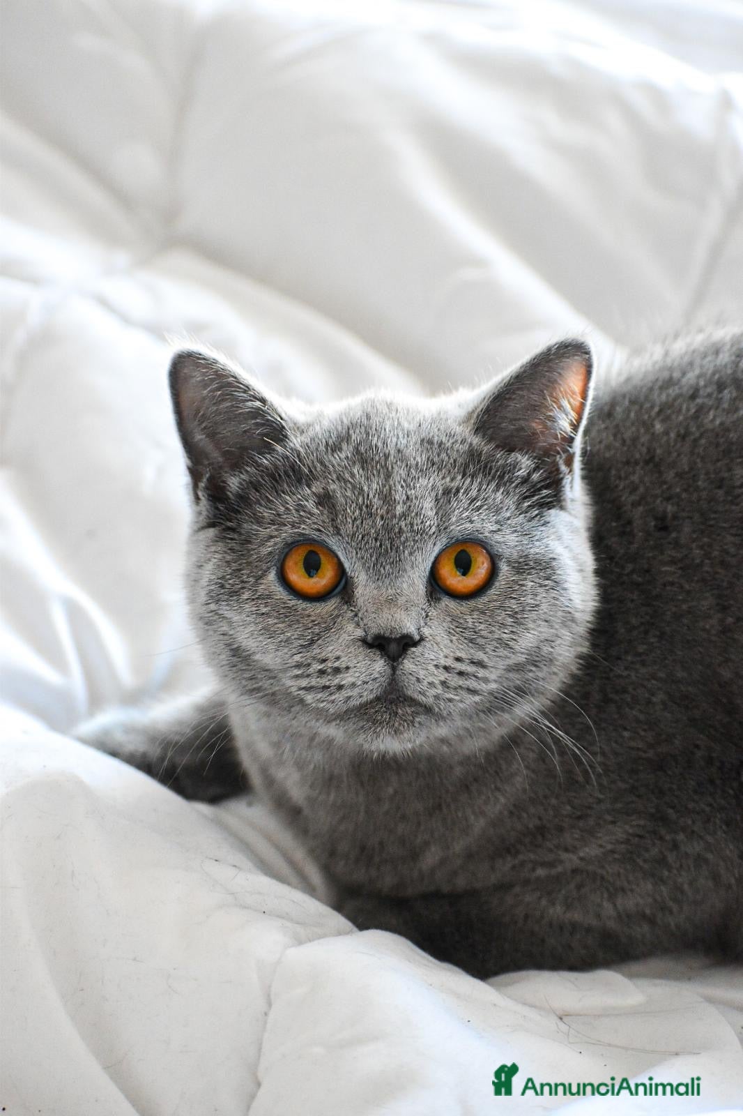 British gatti Isa cerca fidanzato British per accoppiamento - Annuncio 1