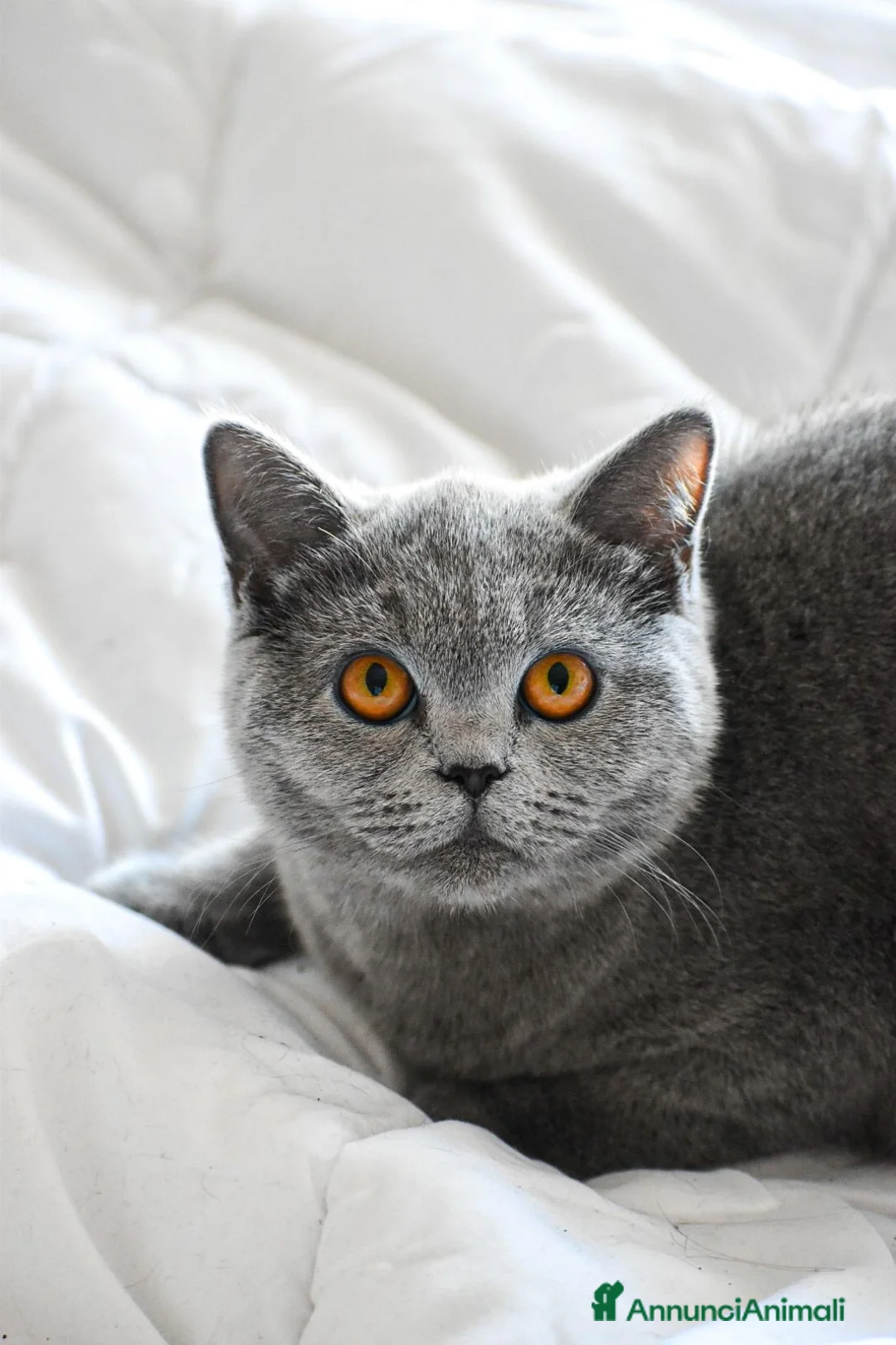 British gatti per accoppiamento: Isa cerca fidanzato British per accoppiamento - Annuncio 1