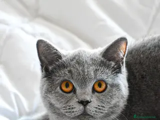 British gatti Isa cerca fidanzato British per accoppiamento - Annuncio 1