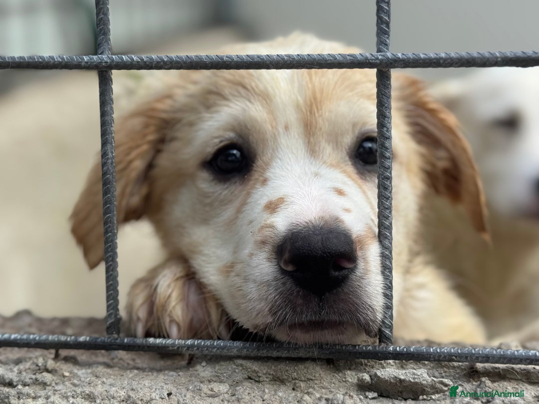 Meticcio cani in regalo: Achille cucciolo taglia grande - Annuncio 2