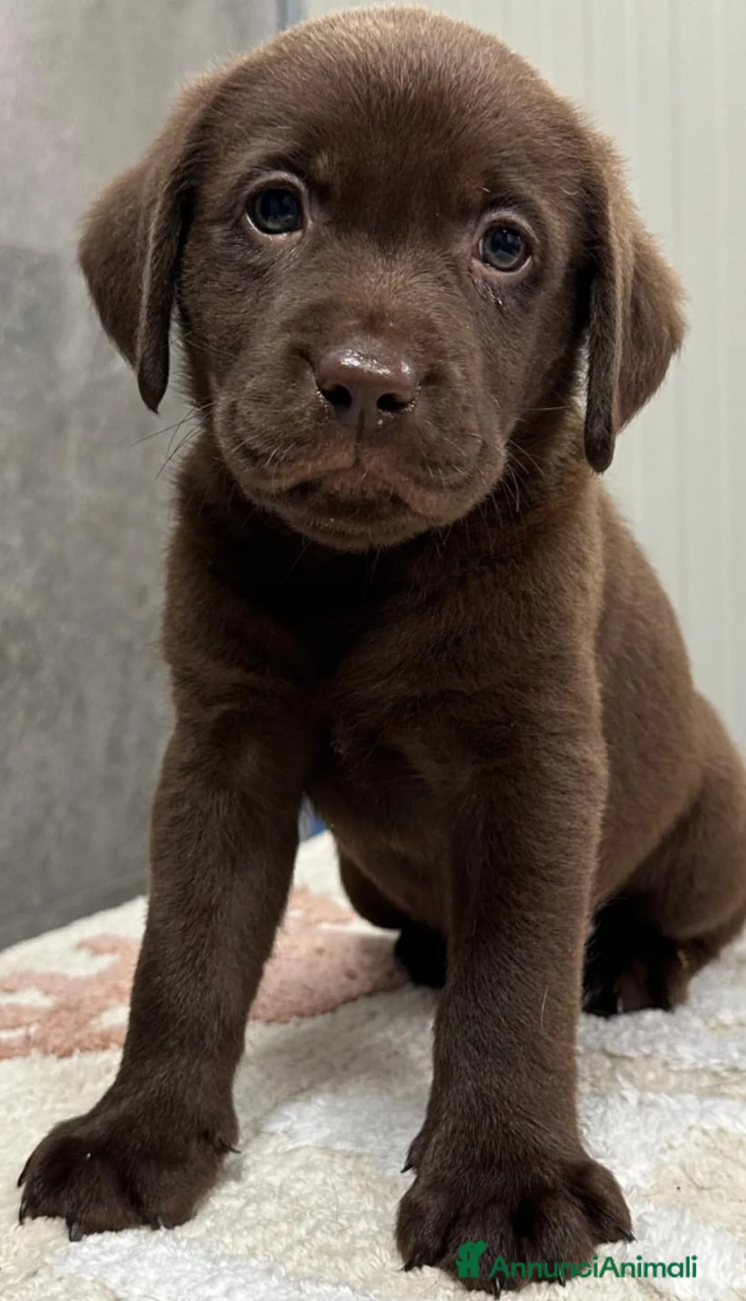 Labrador cani in vendita: Labrador Retriever  a Provincia di Ferrara - Annuncio 2