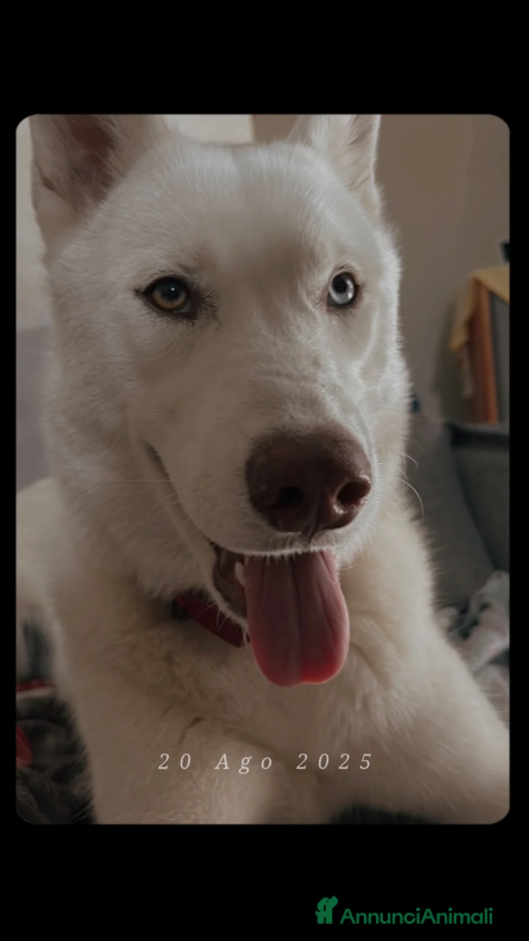 Husky cani in vendita: Husky (NO PEDIGREE) - Annuncio 8