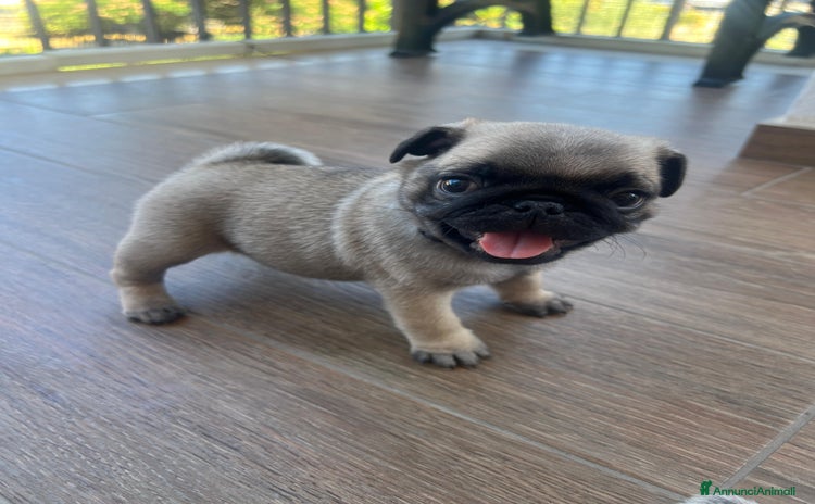 Carlino cani a Provincia di Cosenza - Annuncio 1
