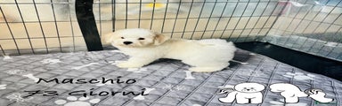 Bichon Cucciolo 1