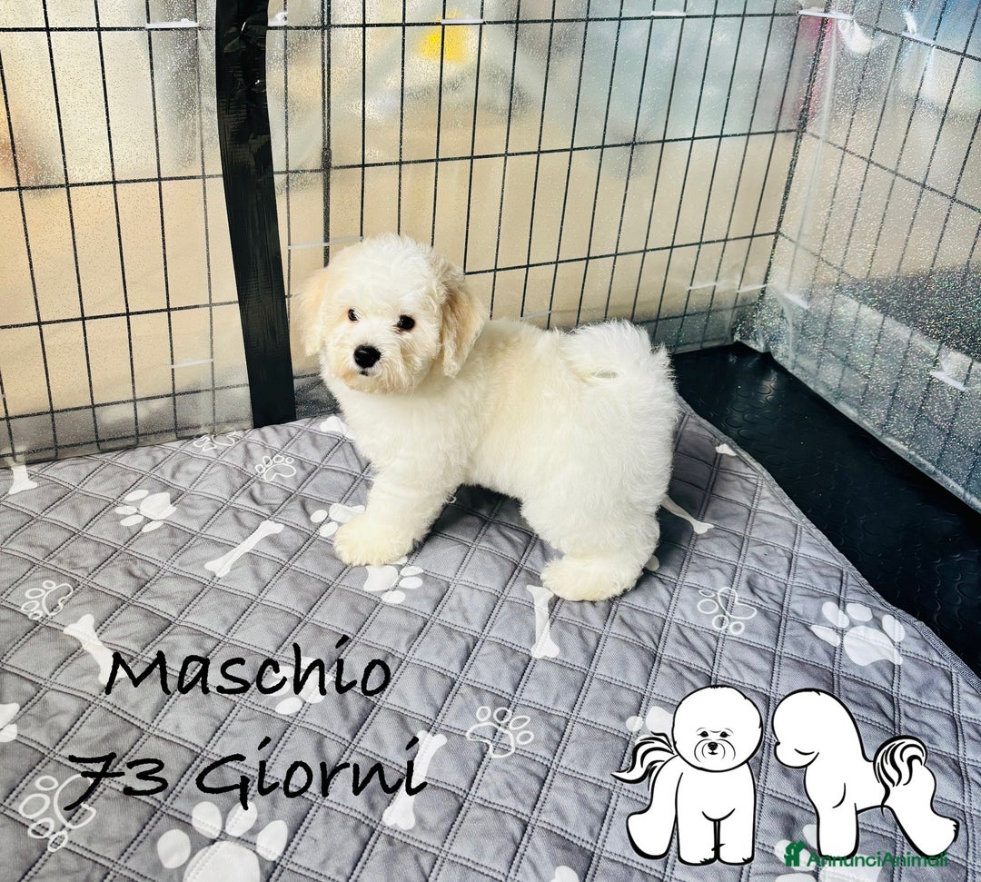 Bichon cani in vendita: Bichon à poil frisè - Annuncio 6