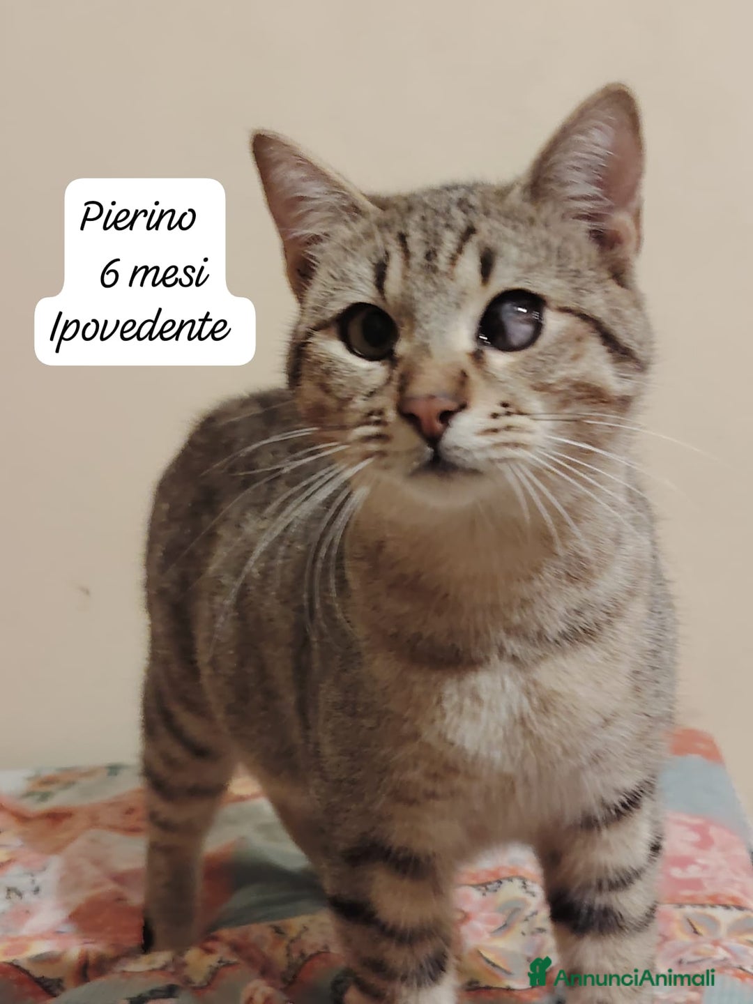 Altre razze gatti in regalo: Gattini desiderosi di trovare famiglia  - Annuncio 8