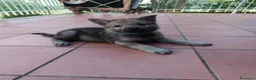 Lupo Cecoslovacco cani in vendita: Cuccioli cane lupo cecoslovacco  - Annuncio 6