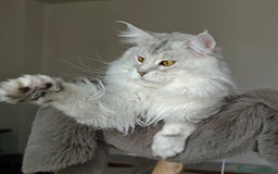 Maine Coon gatti in vendita: 6Cuccioli di MaineCoon con WCF - Immagine 10