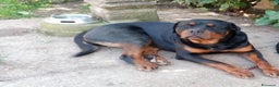 Rottweiler cani in vendita: Cuccioli Rottweiler  - Annuncio 2