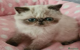 Exotic Shorthair gatti in vendita: Cucciola Exotic Shorthair  a Provincia del Verbano-Cusio-Ossola - Immagine 7