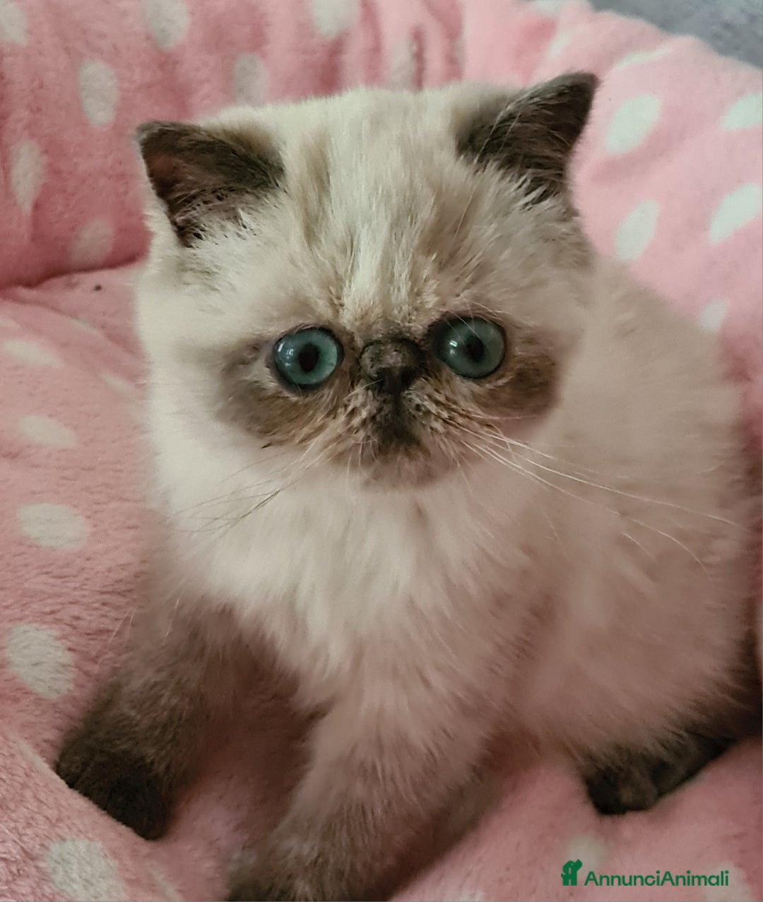 Exotic Shorthair gatti in vendita: Cucciola Exotic Shorthair  a Provincia del Verbano-Cusio-Ossola - Immagine 7