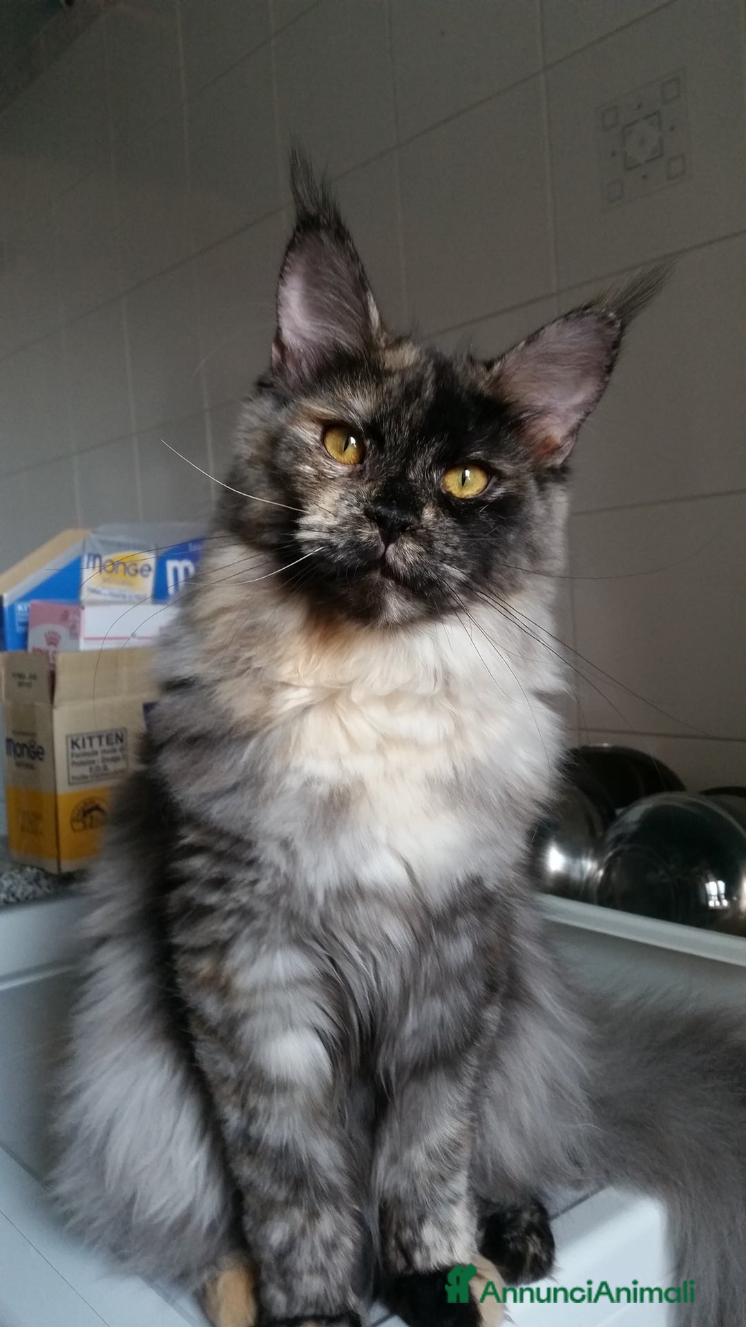 Maine Coon gatti in vendita: Cucciolo Maine Coon Maschio Crema - Annuncio 2