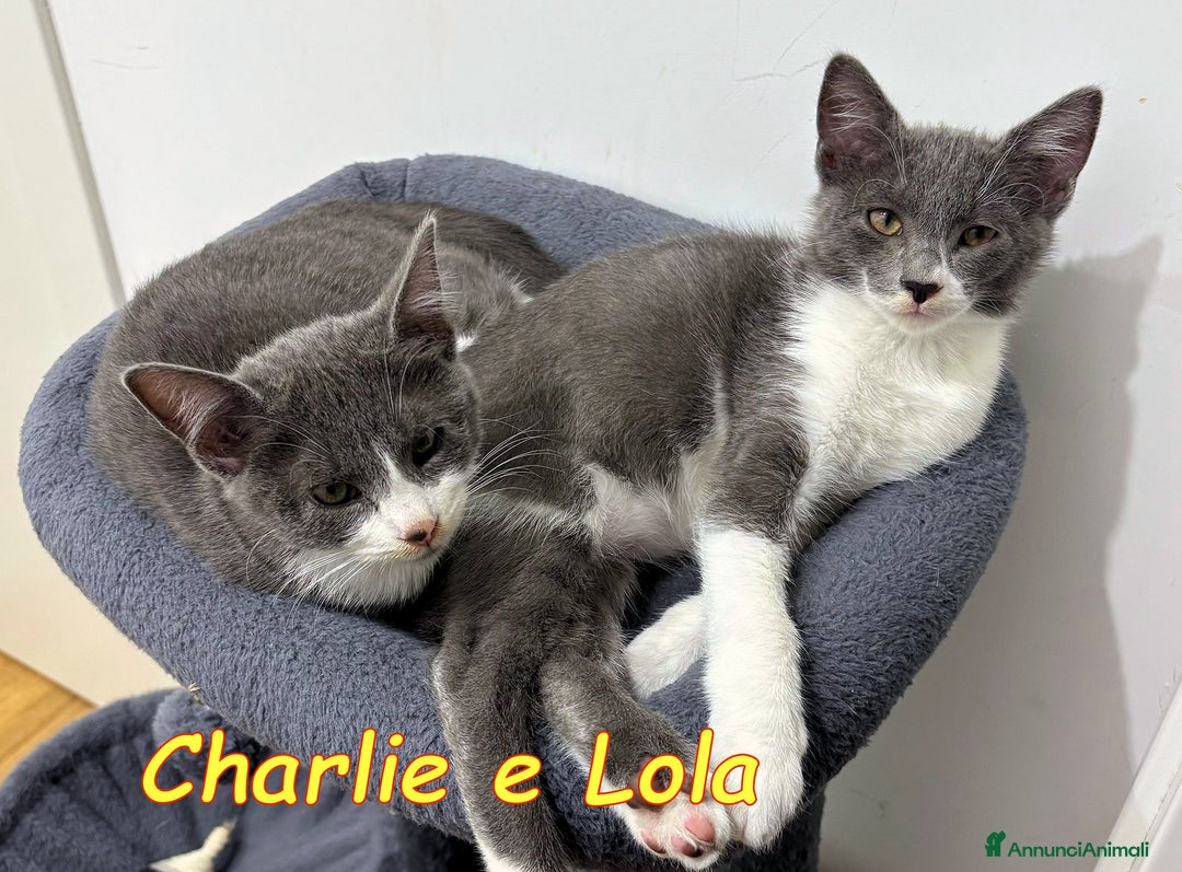 Europeo gatti in regalo: CHARLIE E LOLA SIMILCERTOSINI STUPENDI  - Annuncio 4