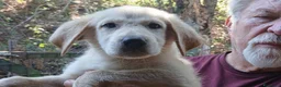 Meticcio cani in regalo: IL SIMPATICO BACON TI STA ASPETTANDO, IN ADOZIONE - Annuncio 4