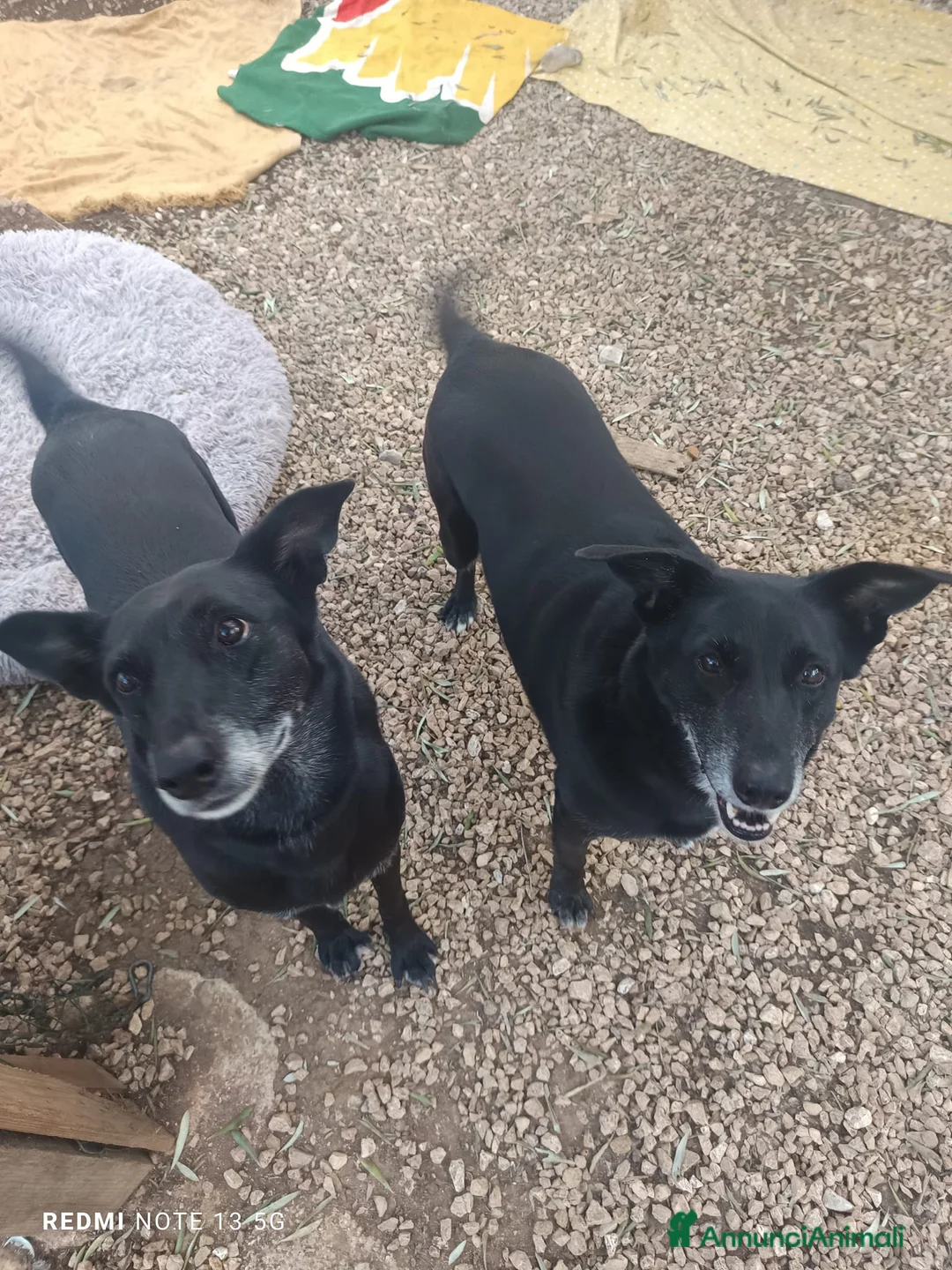 Meticcio cani in regalo: Arya e Sansa carattere meraviglioso - Annuncio 6