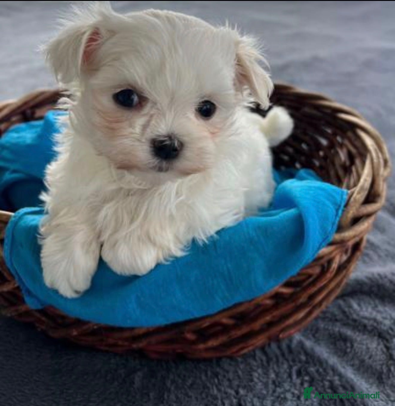 Maltese cani Maltese toy - Annuncio 4