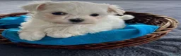 Maltese cani in vendita: Maltese toy - Annuncio 1