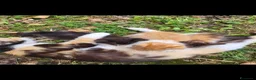 Meticcio gatti in regalo: Cuccioli gattini  - Annuncio 2