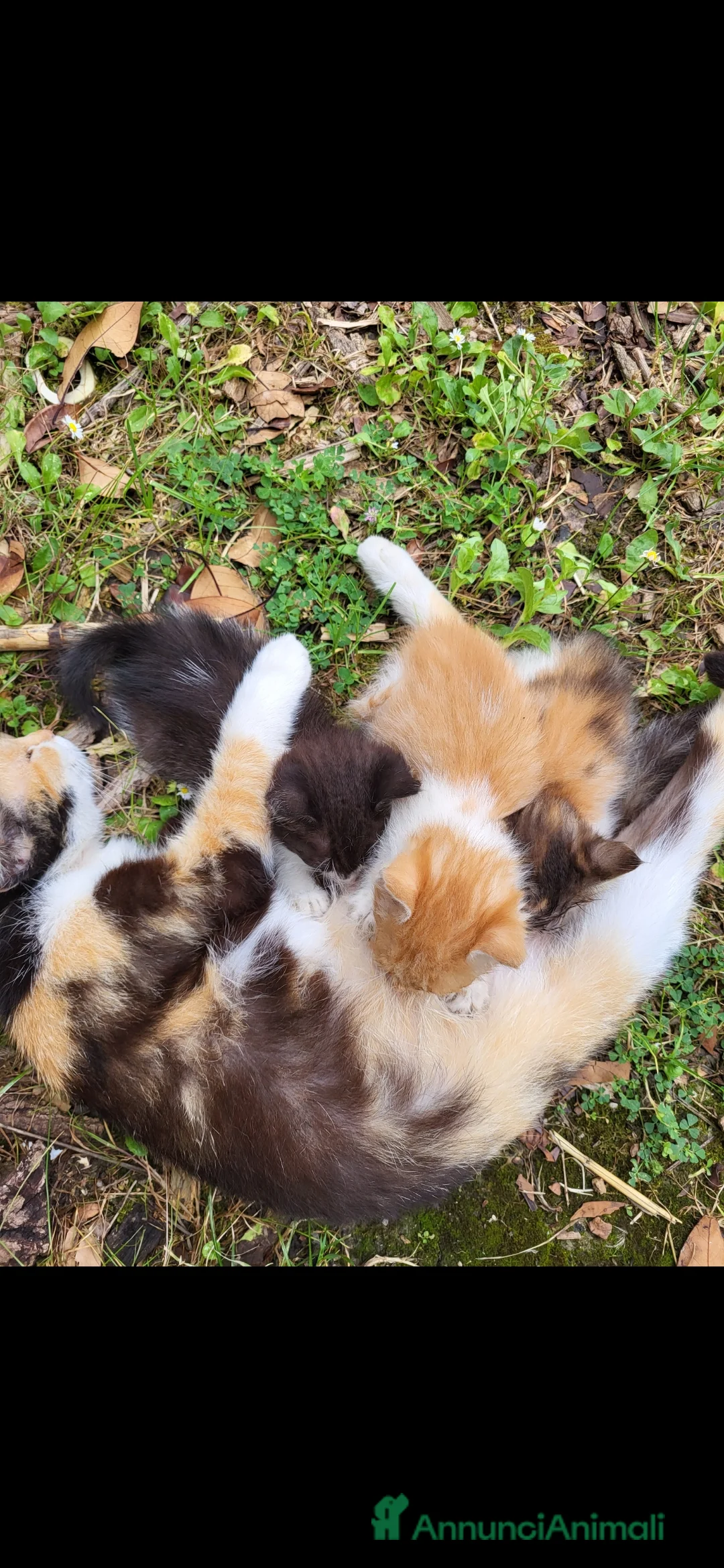 Meticcio gatti in regalo: Cuccioli gattini  - Annuncio 2