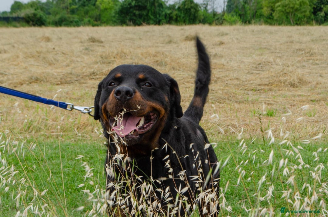 Rottweiler cani in regalo: Rex, 3 anni e mezzo a Provincia di Bergamo - Immagine 7