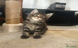 Maine Coon gatti in vendita: Maine Coon pedigree Anfi a Provincia di Modena - Immagine 25