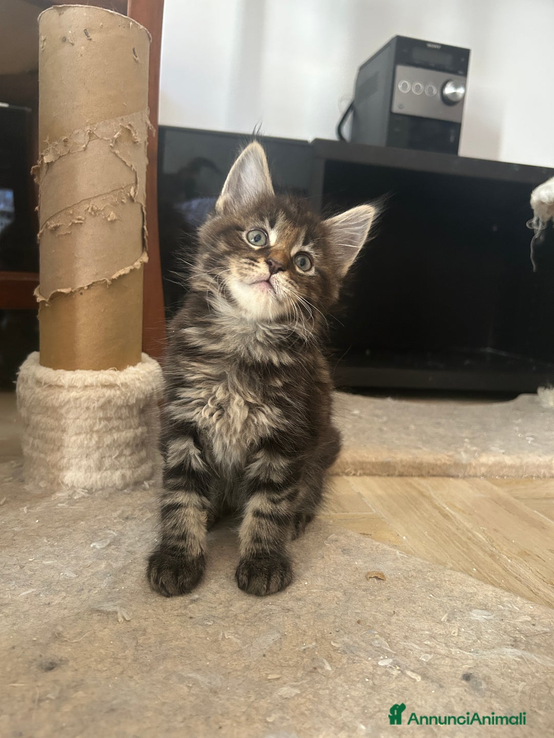 Maine Coon gatti in vendita: Maine Coon pedigree Anfi a Provincia di Modena - Immagine 25