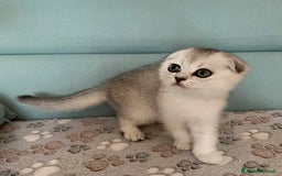 Scottish gatti in vendita: Cuccioli Scottish Fold e Straight a Villafranca di Verona - Immagine 7