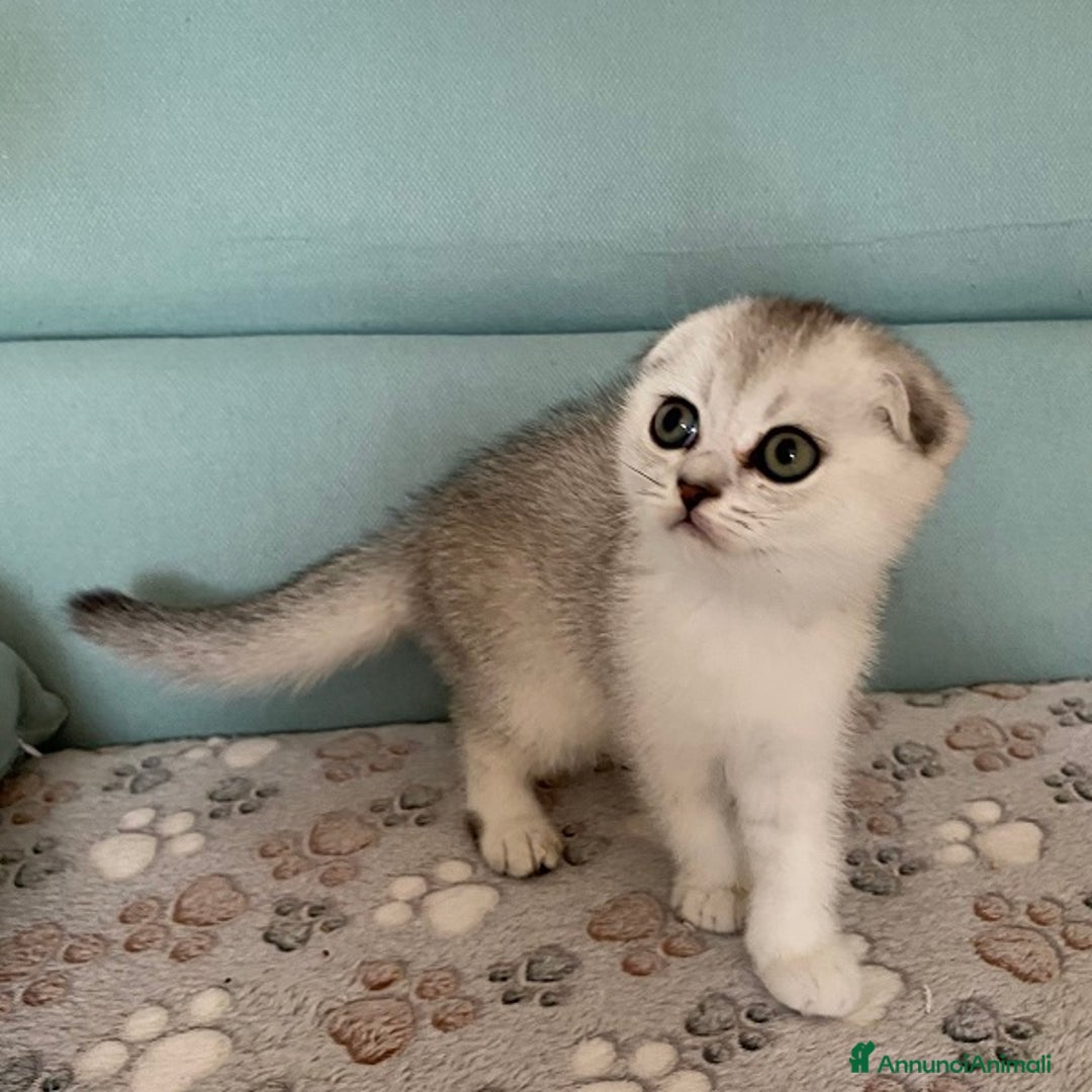 Scottish gatti in vendita: Cuccioli Scottish Fold e Straight a Villafranca di Verona - Immagine 7