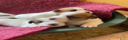 Jack Russell cani in vendita: Cuccioli Jack Russel Terrier Alta genealogia  - Annuncio 18