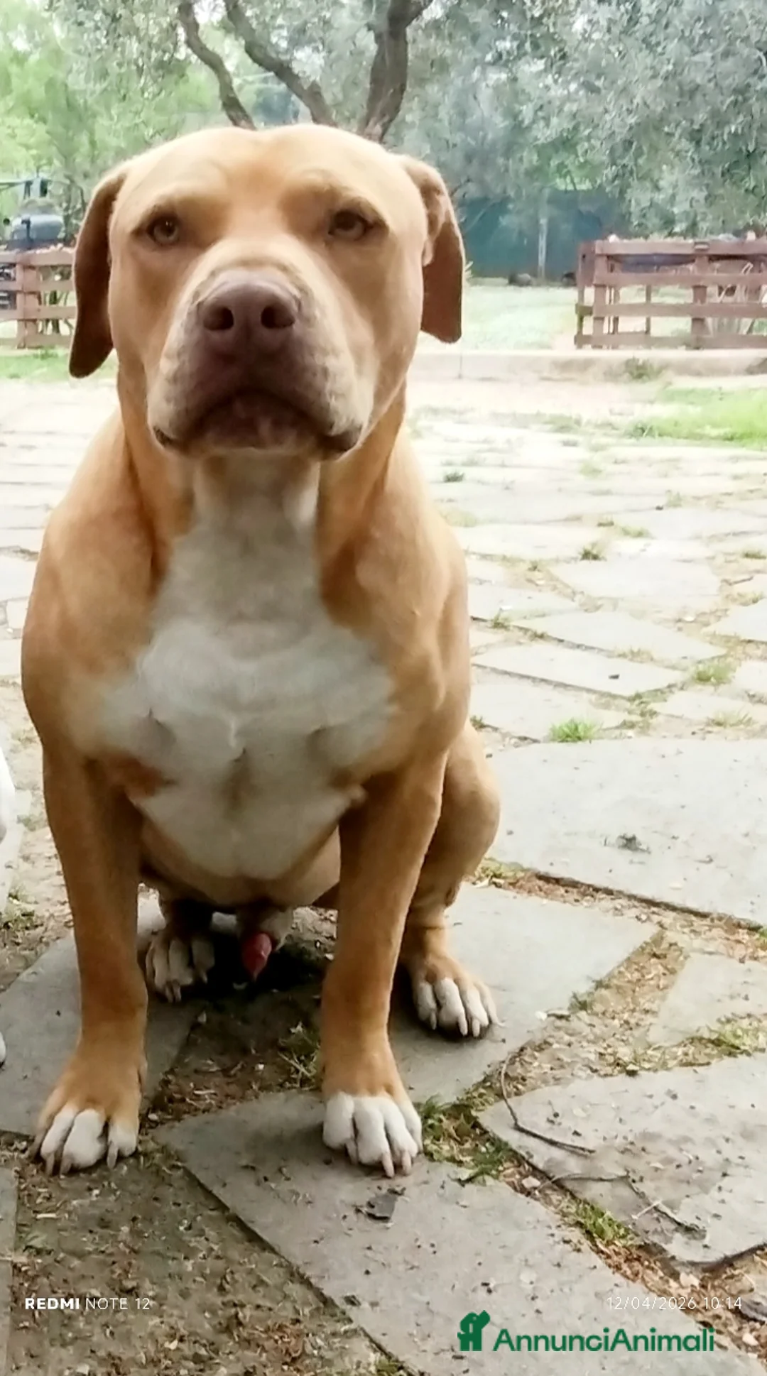 Pitbull cani in vendita: Cuccioli Pitbull Red nose ukc - Annuncio 2