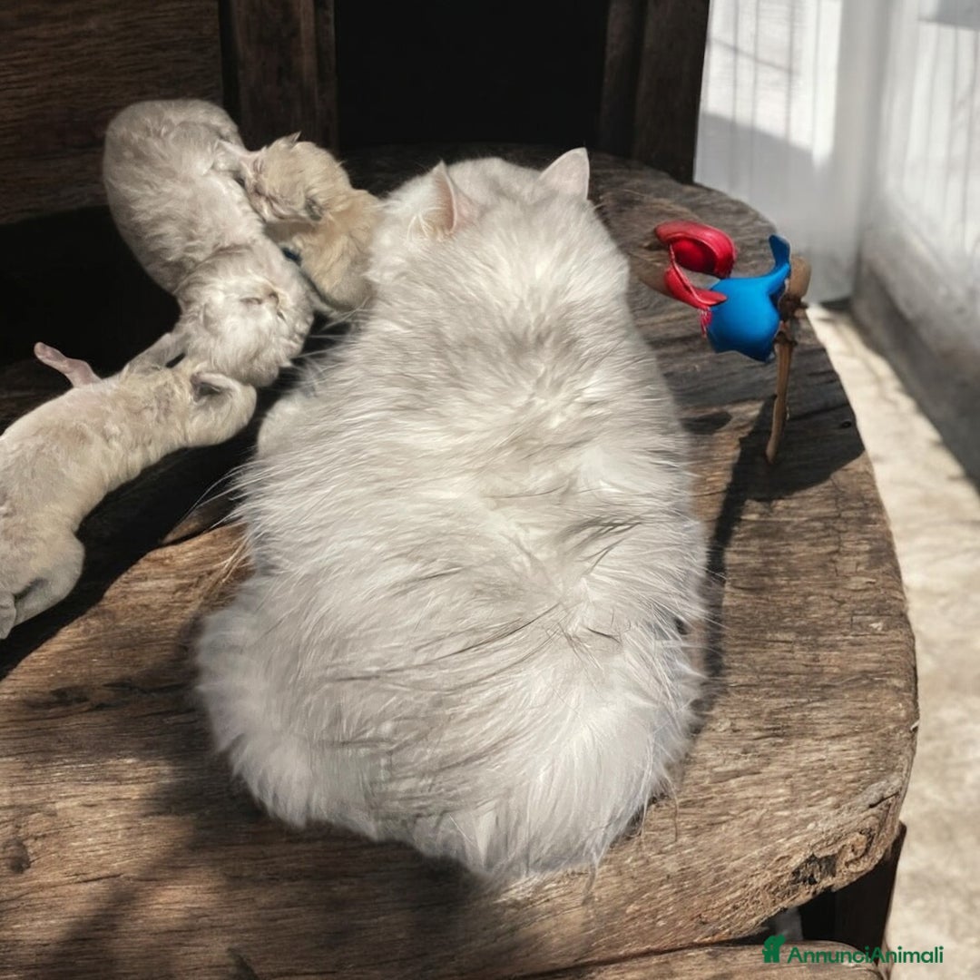Persiano gatti in vendita: gatta persiana golden shaded di alta genealogia a Città Metropolitana di Bologna - Immagine 13