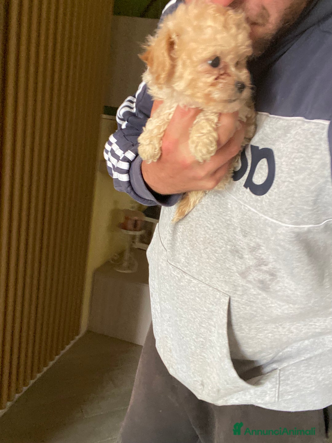 Maltese cani in vendita: Maltipoo a Provincia di Latina - Immagine 10