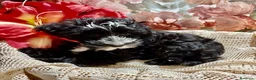 Maltipoo cani in vendita: Cuccioli Maltipoo - Annuncio 2