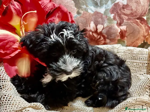 Maltipoo cani in vendita: Cuccioli Maltipoo - Annuncio 2