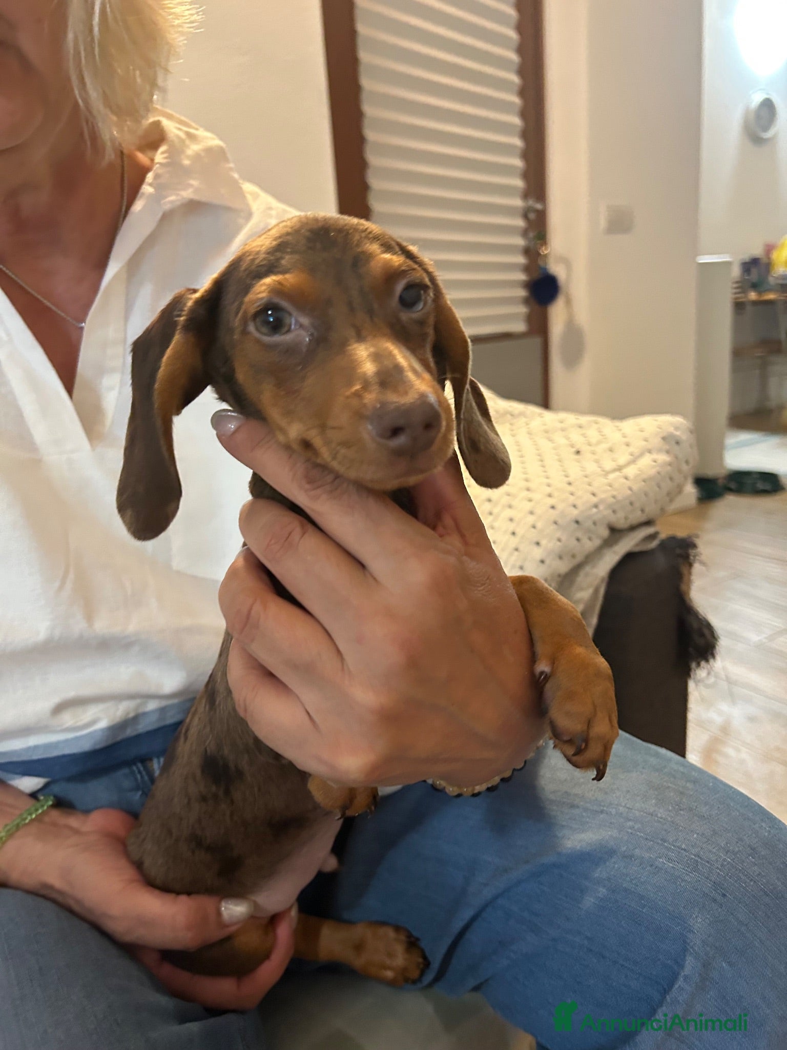 Bassotto cani Bassotto nano - Annuncio 2