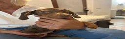 Bassotto cani in vendita: Bassotto nano - Annuncio 1