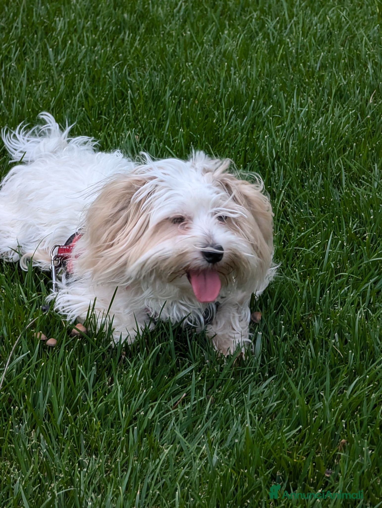 Maltese cani Regalo maltese di 2 anni e mezzo - Annuncio 1