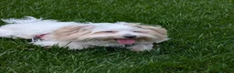 Maltese cani in regalo: Regalo maltese di 2 anni e mezzo a Città Metropolitana di Torino - Annuncio 1