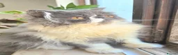 Persiano gatti in vendita: Cucciola persiana ipertipica femminuccia - Annuncio 3