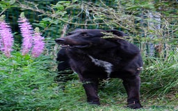 Meticcio cani in regalo: Mango a Provincia di Treviso - Immagine 1