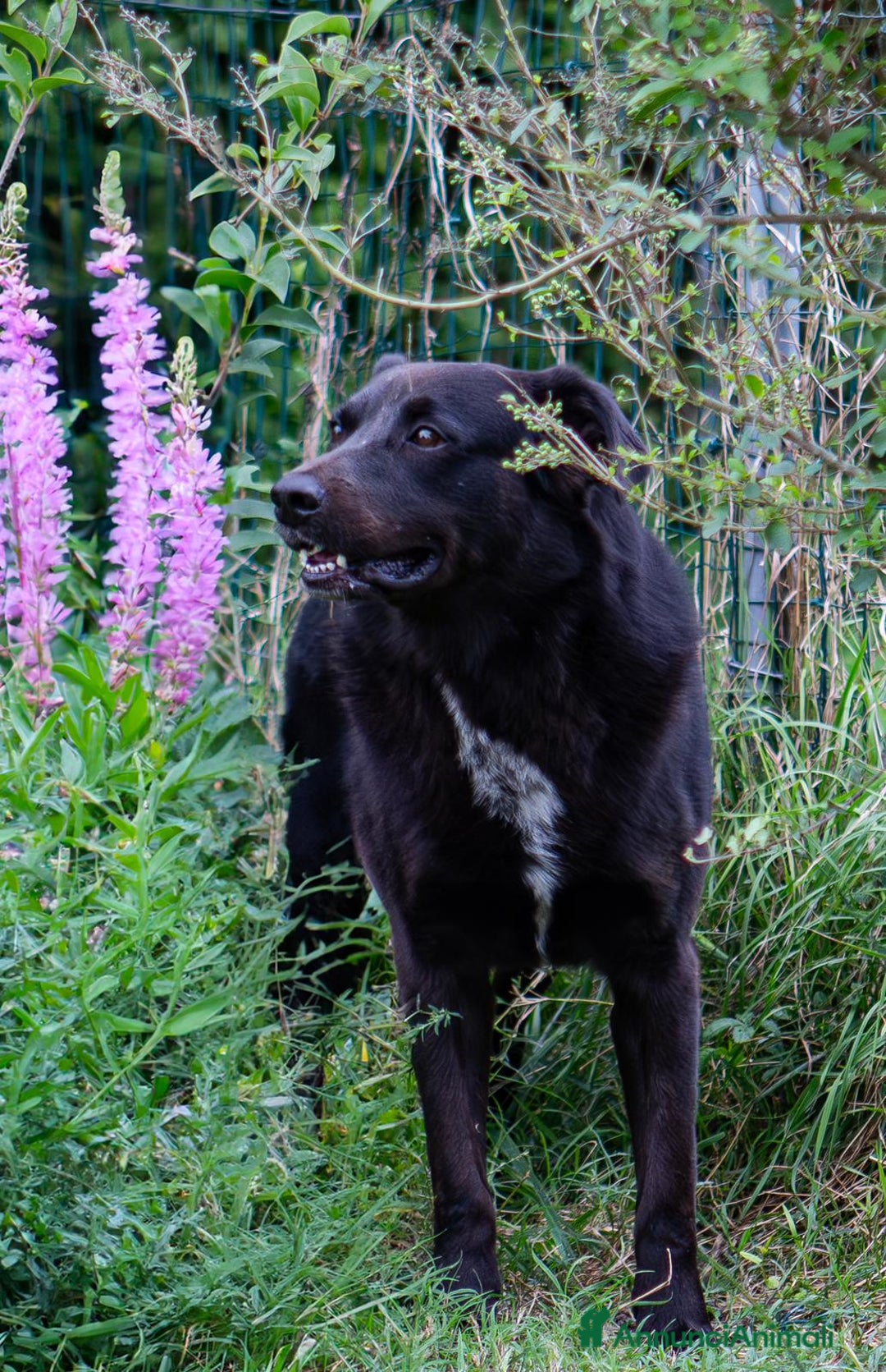 Meticcio cani in regalo: Mango a Provincia di Treviso - Immagine 1