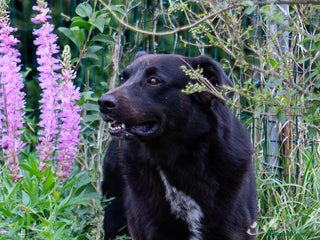 Meticcio cani Mango a Provincia di Treviso - Annuncio 25