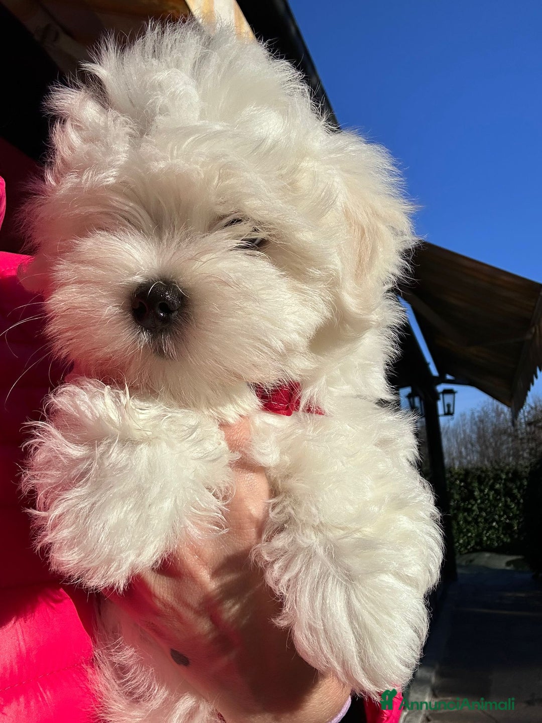Maltese cani in vendita: Cuccioli di maltese con pedigree ENCI  - Annuncio 10