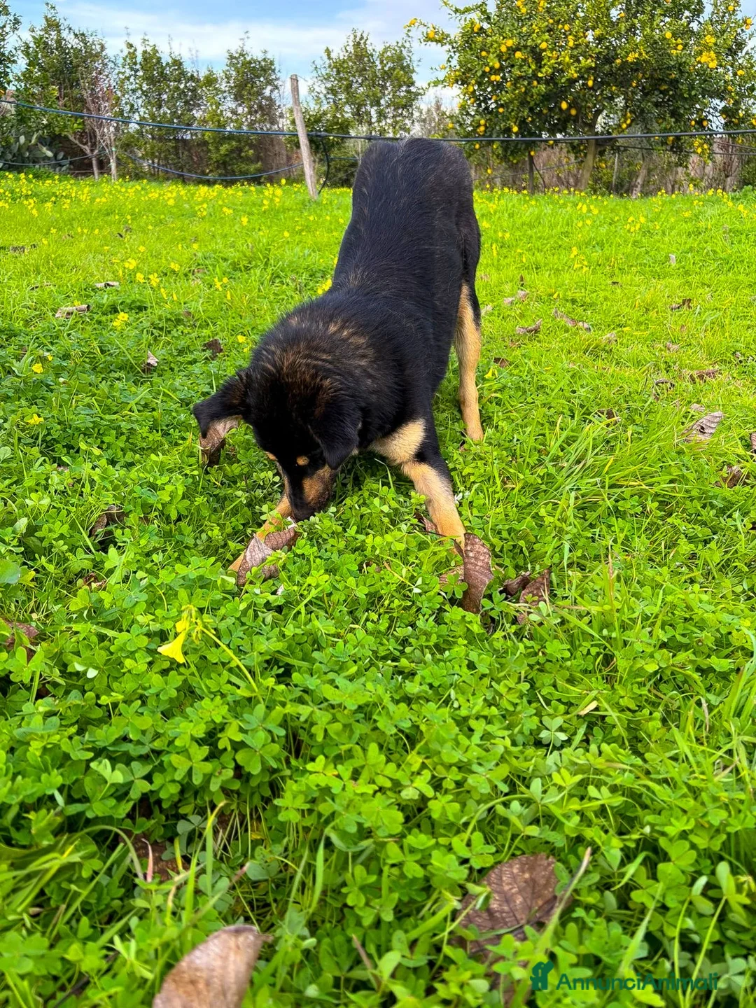 Meticcio cani in regalo: ADA 🩷 - cucciola taglia media contenuta cerca 🏠  - Annuncio 9