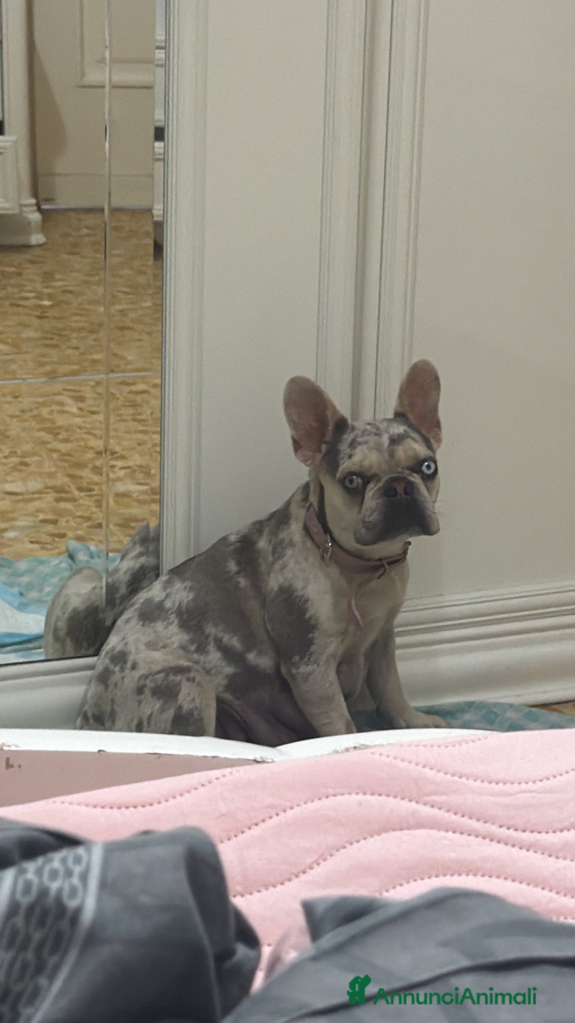 Bulldog Francese cani Cuccioli di bulldog francese  - Annuncio 1