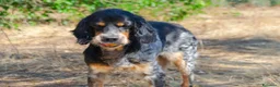 Meticcio cani in regalo: 𝗙𝗥𝗘𝗬𝗔, simil setter a Provincia di Lecce - Annuncio 9