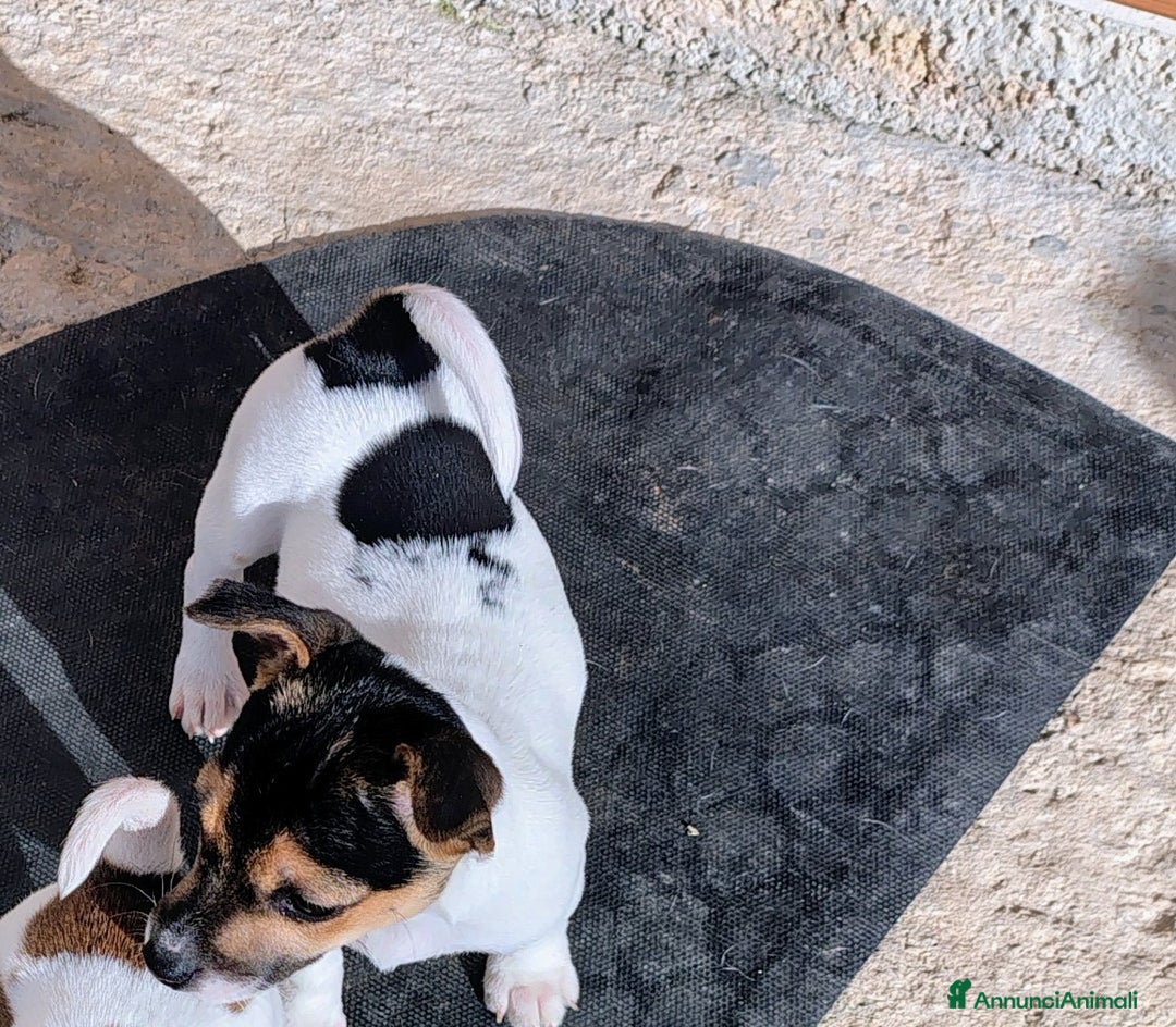 Jack Russell cani in vendita: Cuccioli jack russel  - Annuncio 6