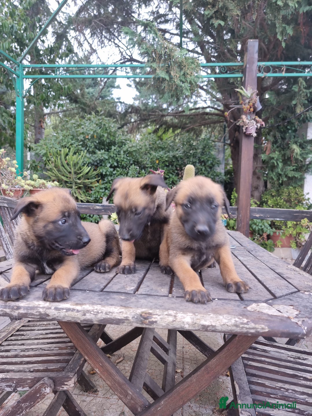 Pastore Belga cani in vendita: Pastore Belga Malinois Bari Lecce Taranto Foggia a Città Metropolitana di Bari - Annuncio 3