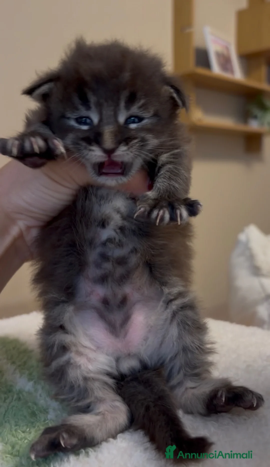 Maine Coon gatti in vendita: Maine coon con pedigree  - Annuncio 1